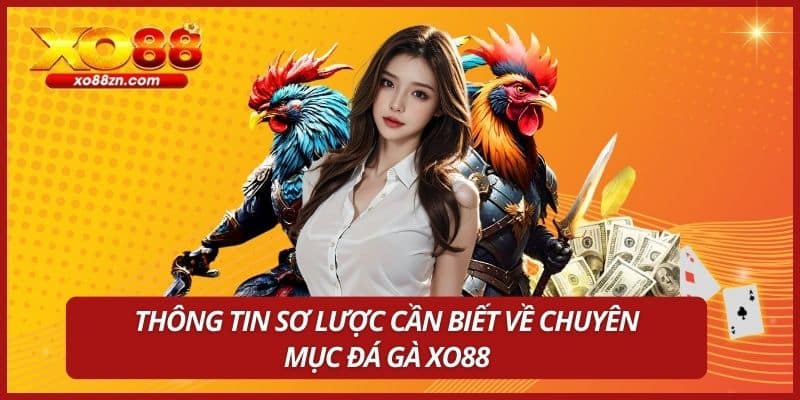 Thông tin sơ lược cần biết về chuyên mục đá gà XO88